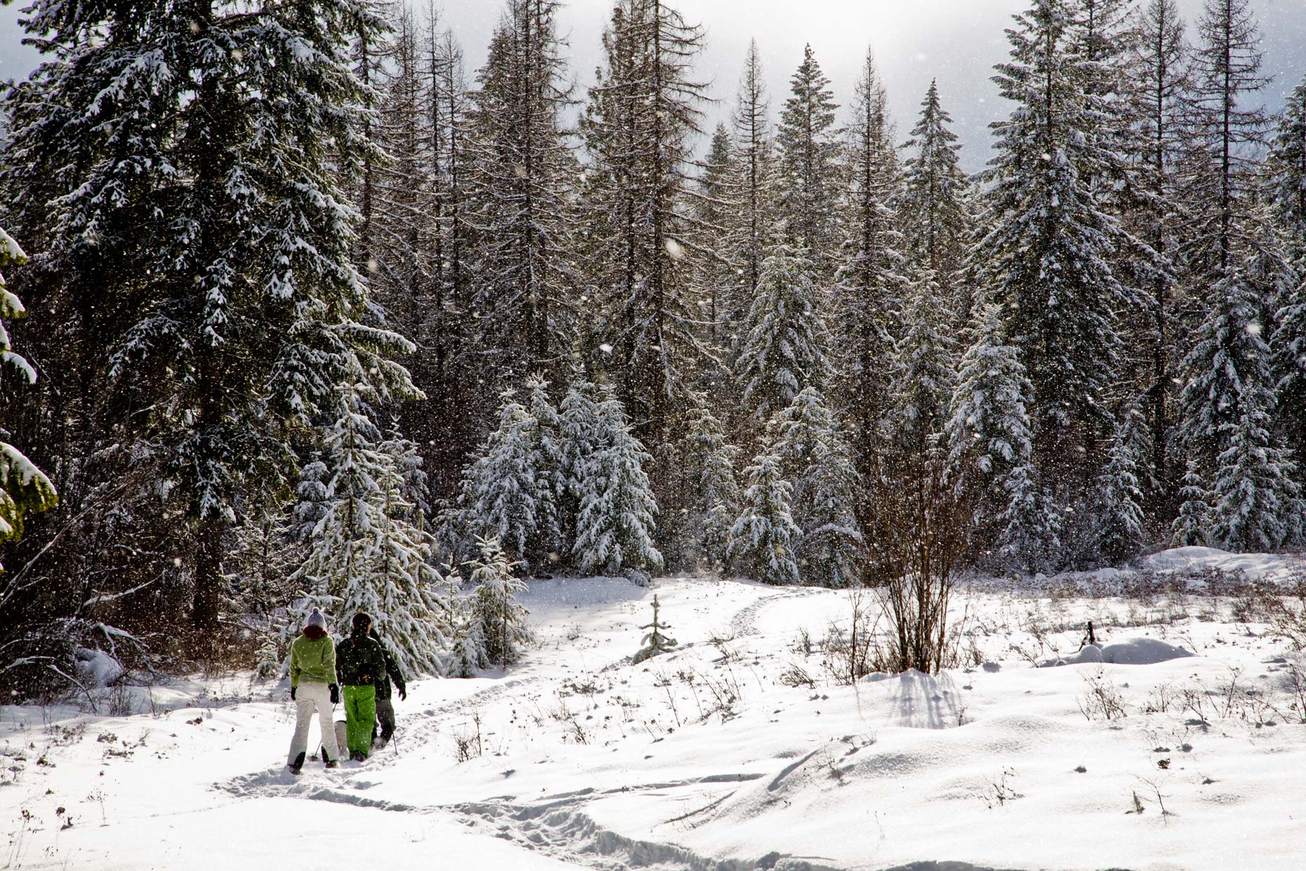 Snowshoeing in a winter wonderland