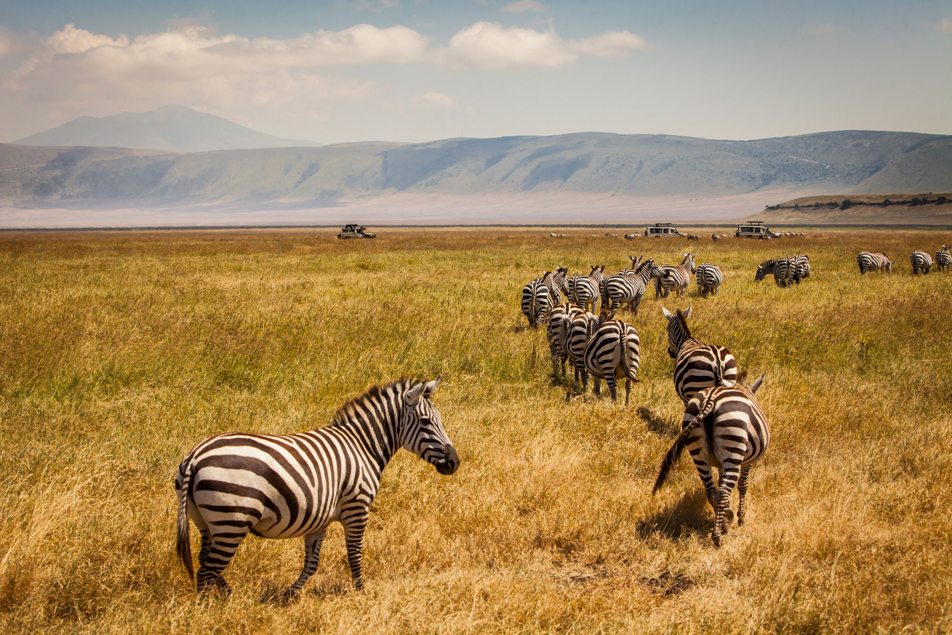 Ngorongoro Crater Zebras