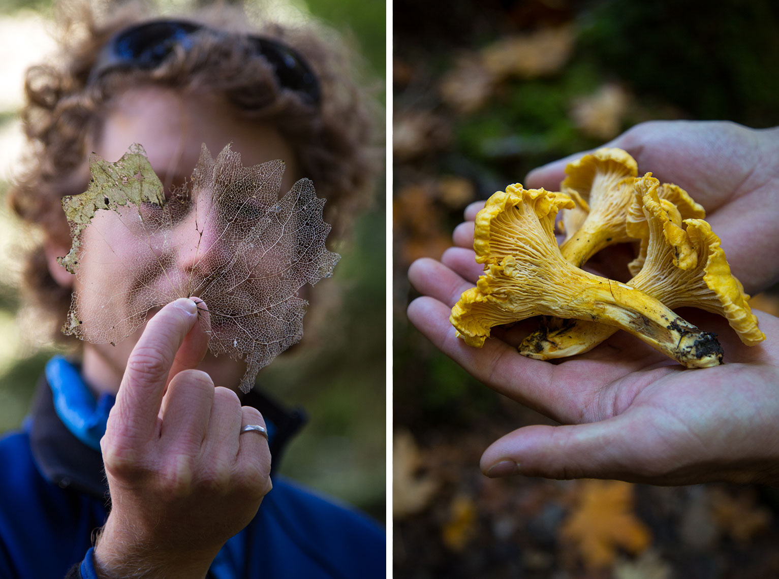 picking chanterelle mushrooms